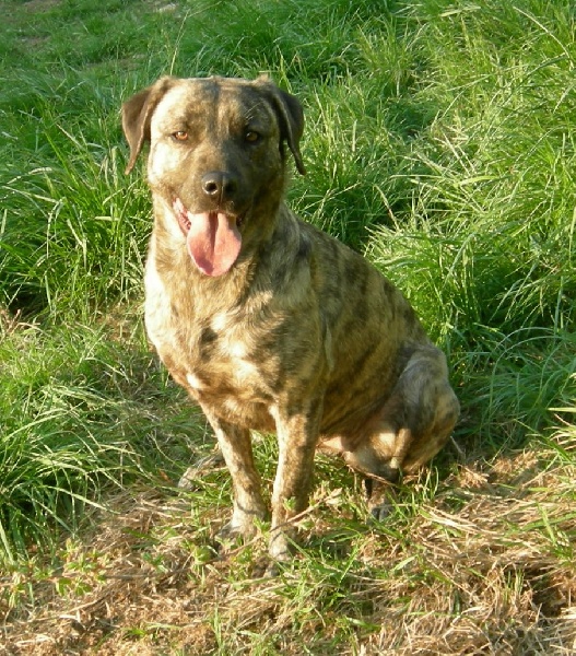 Bella de la Pluie de Loups