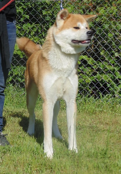 Hoshi no kodomo de la Pluie de Loups