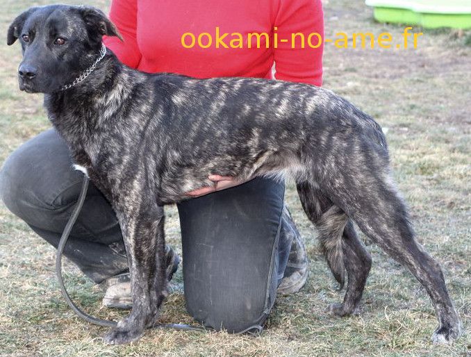 Gothika de la Pluie de Loups