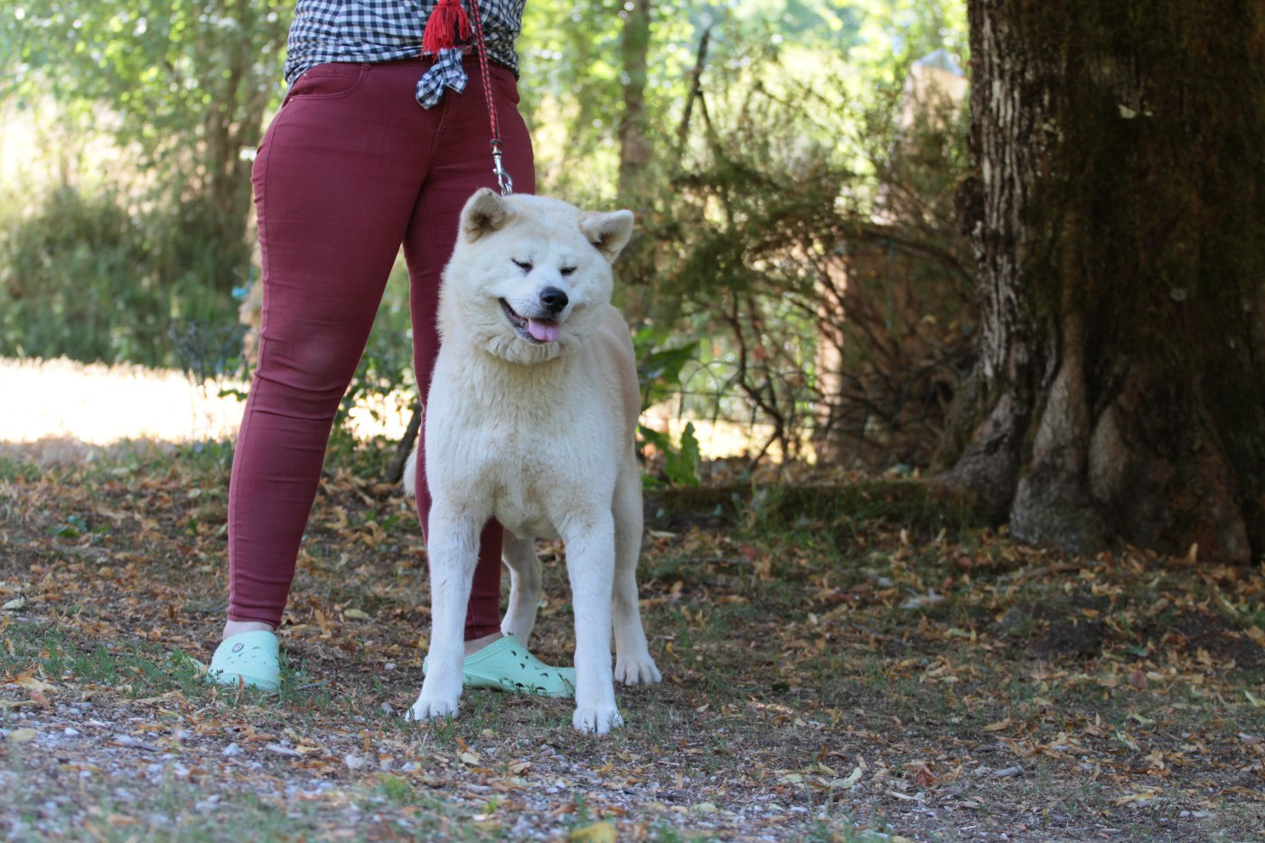 Tsukino usagi de la Pluie de Loups