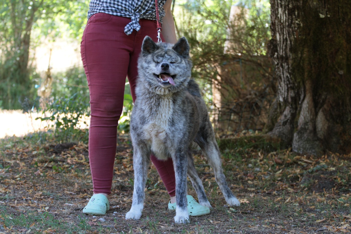 Shiori no ayumi de la Pluie de Loups