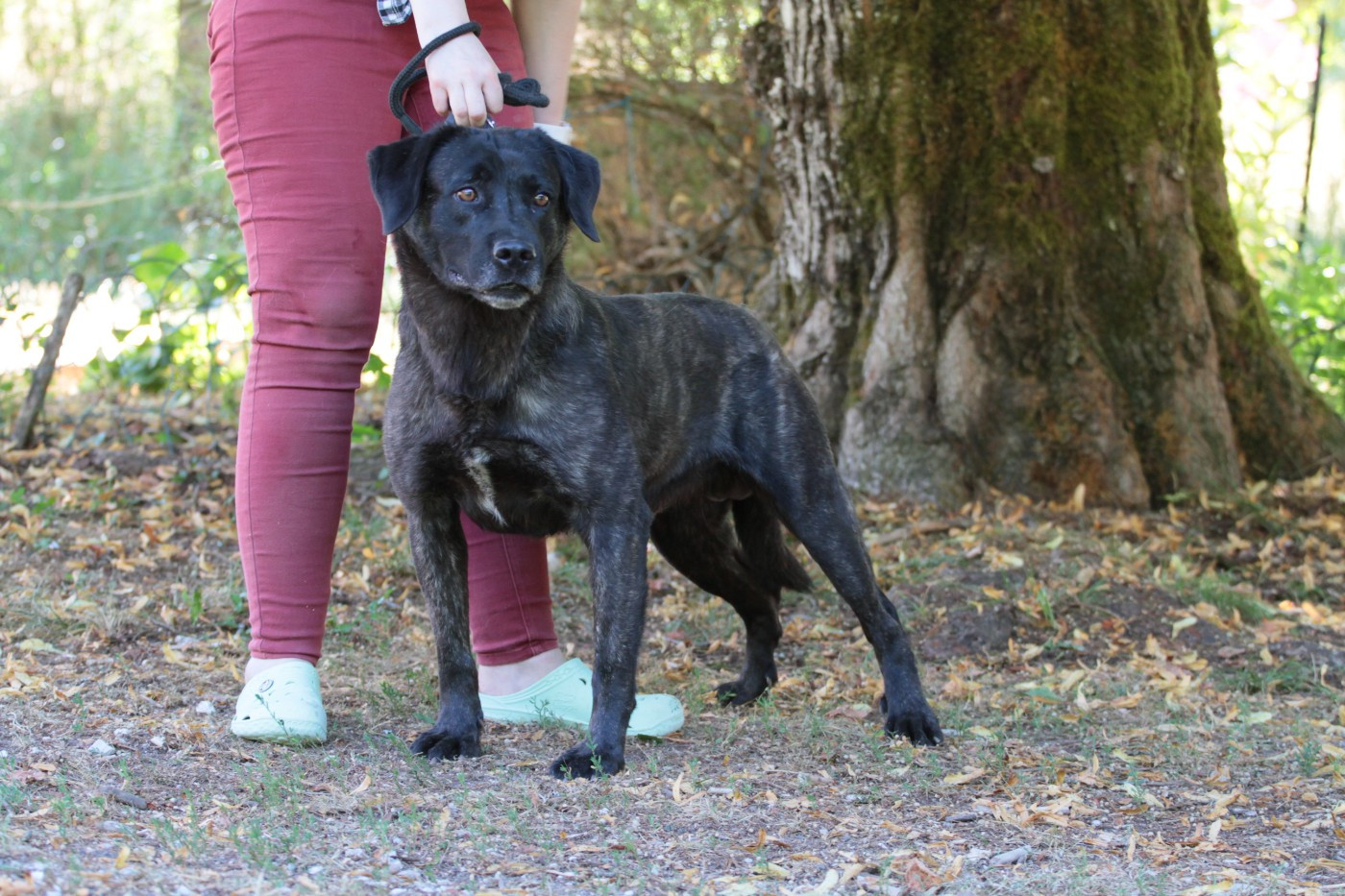 Sonic de la Pluie de Loups