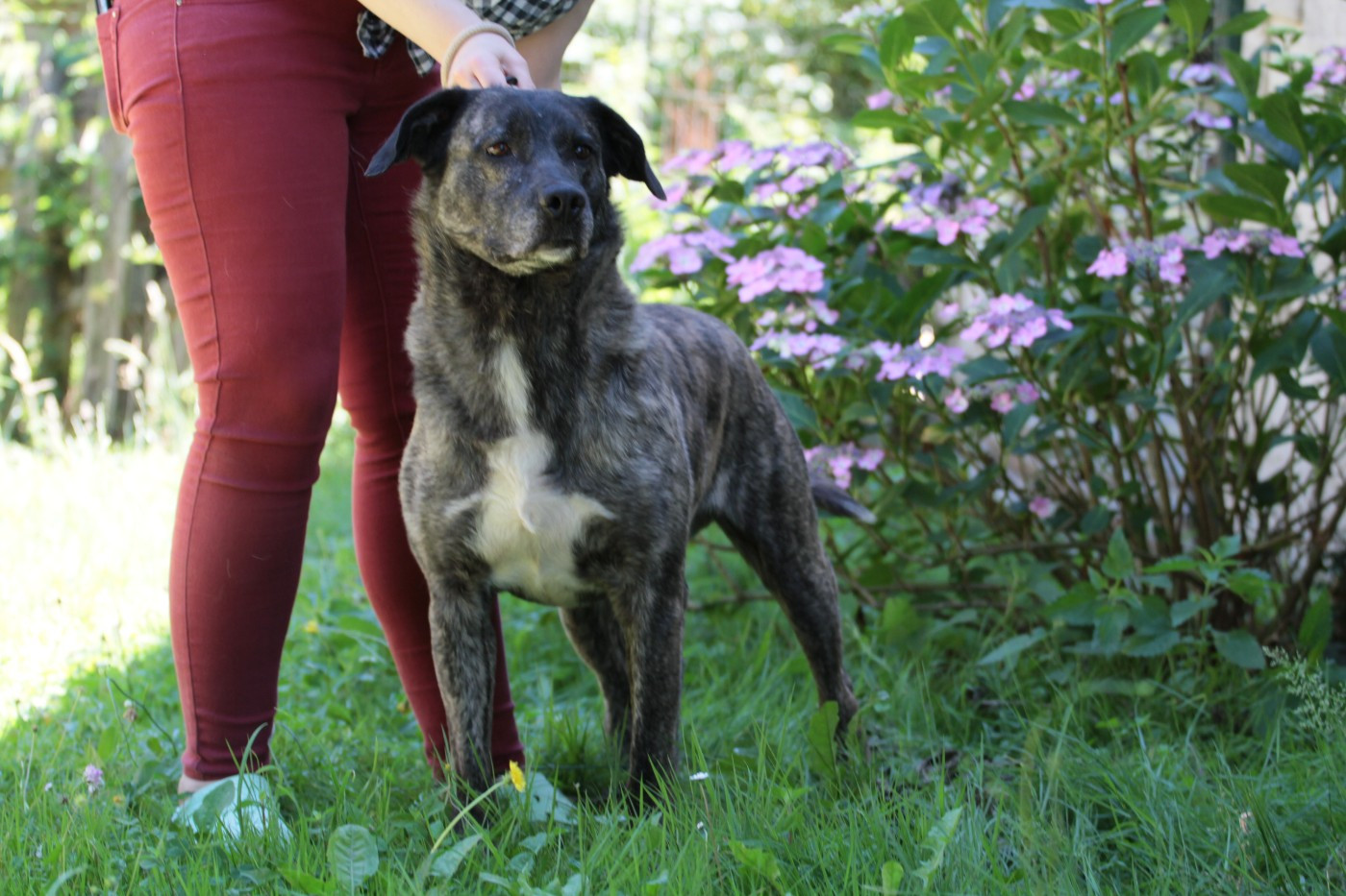 Spike de la Pluie de Loups